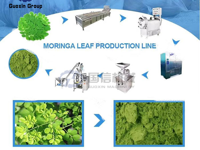 moringa leaf drying production line